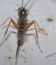 Sphelodon phoxopteridis P1200590a by 
xpda. Used under a CC BY-SA 4.0 license.