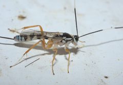 Sphelodon phoxopteridis P1200592a by 
xpda. Used under a CC BY-SA 4.0 license.