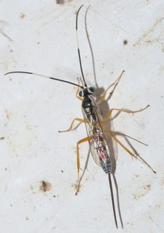 Sphelodon phoxopteridis P1200594a by 
xpda. Used under a CC BY-SA 4.0 license.