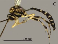 Brachycyrtus pretiosus by Astrid Yanez, Francisco J. Sosa-Duque, Francisco Díaz. Used under a CC BY-SA 4.0 license.