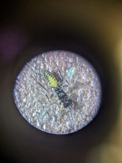 Bathyplectes infernalis by John Abrams. Used under a CC BY 4.0 license.