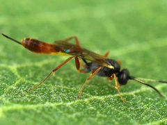 Cymodusa distincta-female by Peterwchen. Used under a CC BY-SA 4.0 license.