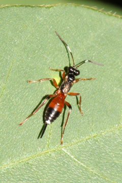 Agrothereutes abbreviatus - inat 223681057 by {{{name}}}. Used under a CC BY 4.0 license.