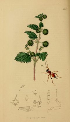 Britishentomologyvolume3Plate536 by Curtis. Used under a Public domain license.