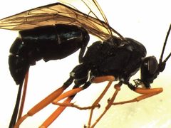 Buathra laborator by Gergely Várkonyi, Finnish Environment Institute. Used under a Copyrighted free use license.