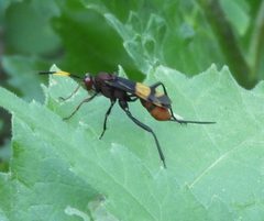 Compsocryptus xanthostigma by Francisco Farriols Sarabia. Used under a CC BY 4.0 license.
