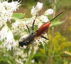 Cryptus albitarsis female by Beatriz Moisset. Used under a CC BY-SA 4.0 license.