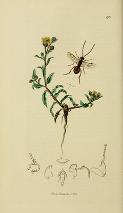 Britishentomologyvolume3Plate198 by John Curtis
. Used under a Public domain license.