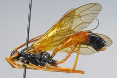 Opheltes glaucopterus by KNWR Entomology Collection. Used under a CC0 license.