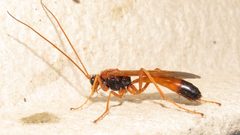 Opheltes glaucopterus barberi by Dan MacNeal. Used under a CC BY 4.0 license.