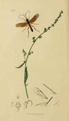 Britishentomologyvolume3Plate407 by John Curtis
. Used under a Public domain license.