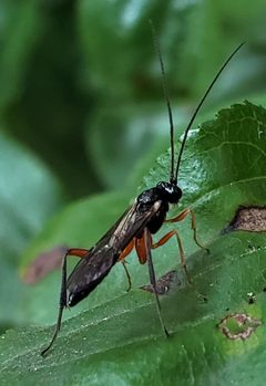 Cylloceria caligata by iNaturalist user: aarongunnar. Used under a CC BY 4.0 license.