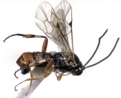 Diplazon laetatorius female by S.E. Thorpe. Used under a Public domain license.