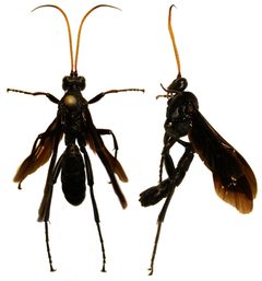 Ichneumonidae1 by Cody Hough. Used under a CC BY-SA 3.0 license.