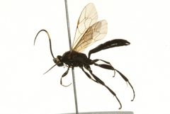 Cratichneumon viator by CBG Photography Group, Centre for Biodiversity Genomics. Used under a CC0 license.