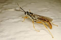 Cratichneumon w-album 41537957 by pbedell. Used under a CC BY-SA 4.0 license.
