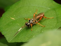 Cratichneumon w-album 61876354 by Katja Schulz. Used under a CC BY 4.0 license.