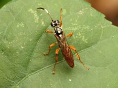 Cratichneumon w-album 61876362 by Katja Schulz. Used under a CC BY 4.0 license.