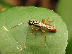 Cratichneumon w-album 61876365 by Katja Schulz. Used under a CC BY 4.0 license.