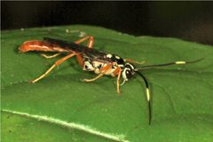 Cratichneumon w-album 7947137 by Judy Gallagher. Used under a CC BY 4.0 license.