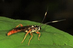 Cratichneumon w-album 7947164 by Judy Gallagher. Used under a CC BY 4.0 license.