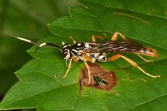 Cratichneumon w-album 91323665 by skitterbug. Used under a CC BY 4.0 license.