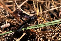 Gnamptopelta obsidianator 88637801 by Lauren. Used under a CC BY 4.0 license.