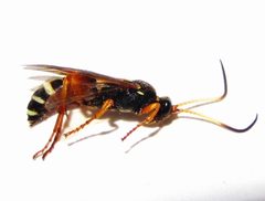 Ichneumon ambulatorius 46444310 by Ken Kneidel. Used under a CC0 license.