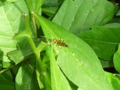 Ichneumon annulatorius 30425460 by Even Dankowicz. Used under a CC BY 4.0 license.
