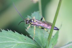 Ichneumon annulatorius 30426017 by Even Dankowicz. Used under a CC BY 4.0 license.