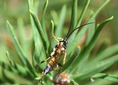 Ichneumon annulatorius 52218438 by Jimmy Dee. Used under a CC BY-SA 4.0 license.