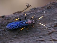 Ichneumon centrator 63177495 by Christian Grenier. Used under a CC0 license.