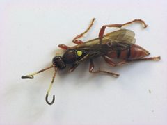 Ichneumon laetus female by Beatriz Moisset. Used under a CC BY-SA 4.0 license.