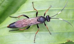 2017 08 24 Stenichneumon culpator1 by Slimguy. Used under a CC BY 4.0 license.