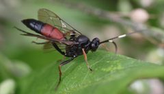 2017 08 24 Stenichneumon culpator2 by Slimguy. Used under a CC BY 4.0 license.