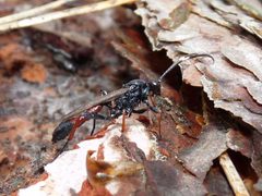 Stenichneumon culpator by 



This image is created by user Frank van de Putte at Waarneming.nl, a source of nature observations in the Netherlands.
. Used under a CC BY 3.0 license.