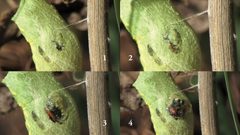 Shaw et al 2015 Figs 1-4 by Mark Robert Shaw, Pieter Kan, Brigitte Kan-van Limburg Stirum. Used under a CC BY 4.0 license.