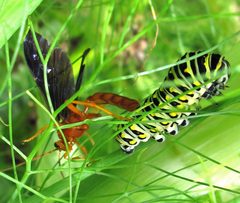 Papilio polyxenes larva parasitized by Jacy Lucier. Used under a CC BY-SA 4.0 license.