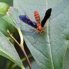 Trogus pennator wasp patuxent research refuge 9.4.21 DSC 7539 by lwolfartist. Used under a CC BY 2.0 license.