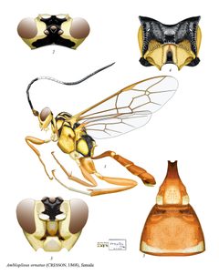 Ambloplisus ornatus by Tereshkin. Used under a CC BY 3.0 license.