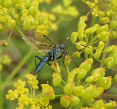 Platylabus clarus - inat 98949657 by {{{name}}}. Used under a CC BY 4.0 license.