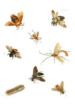 Illustrations of Exotic Entomology I 43 by Plates: Dru Drury (1725–1803). Text: John Obadiah Westwood (1805–1893). Used under a Public domain license.