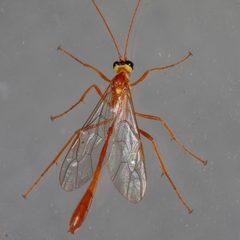 Enicospilus flavostigma 104426744 by Victor Engel. Used under a CC BY 4.0 license.