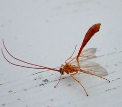 Enicospilus guatemalensis 158670961 by drnancyjackson. Used under a CC BY 4.0 license.