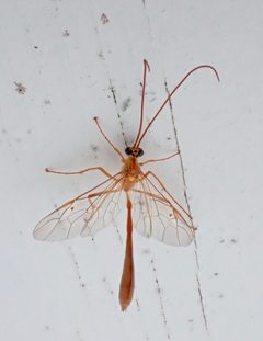 Enicospilus guatemalensis 158671339 by drnancyjackson. Used under a CC BY 4.0 license.