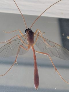 Enicospilus purgatus by MatthewMMcM. Used under a CC BY-SA 4.0 license.