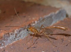 Enicospilus purgatus P1570805a by 
xpda. Used under a CC BY-SA 4.0 license.