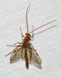 Enicospilus purgatus at Don Robinson State Park by Wildreturn. Used under a CC BY 2.0 license.