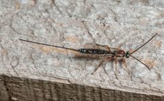 Perithous septemcinctorius-pjt1 by Pjt56. Used under a CC BY-SA 4.0 license.