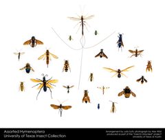 Assorted Hymenoptera by Alex Wild by Alex Wild. Used under a CC0 license.